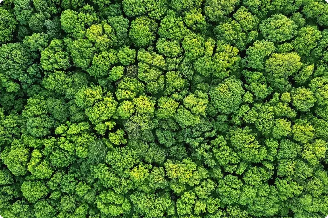 Caring for Our Forests
